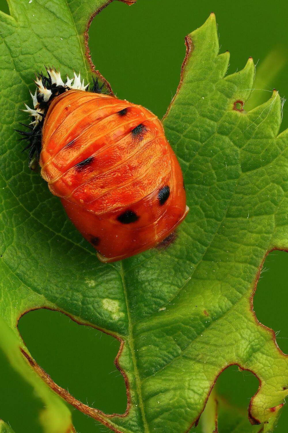 жук,макро,природа,цвет,зеленый,растение, Андрей Шаповалов