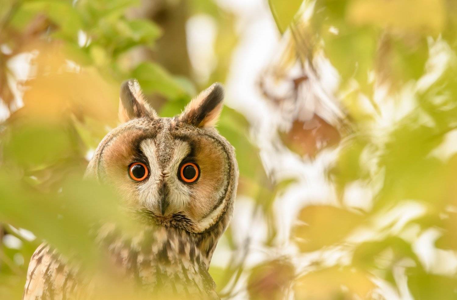 Ушастая сова, птица с ушами, Asio otus, птицы Подмосковья, портрет птицы, птица на клёне, клён ясенелистный, клён американский, размытие в кадре, размытая листва, листва, боке, сова осенью, анфас, портрет совы, взгляд совы, глаза в глаза, Ксения Соварцева