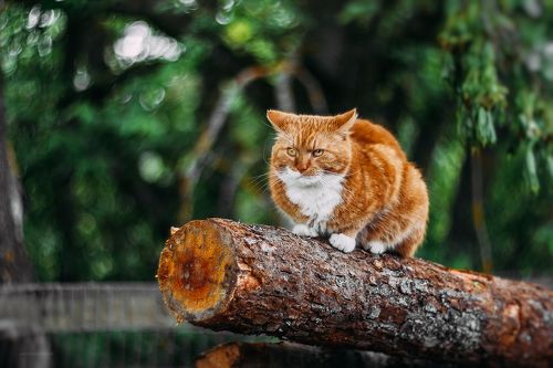 Назаборные коты