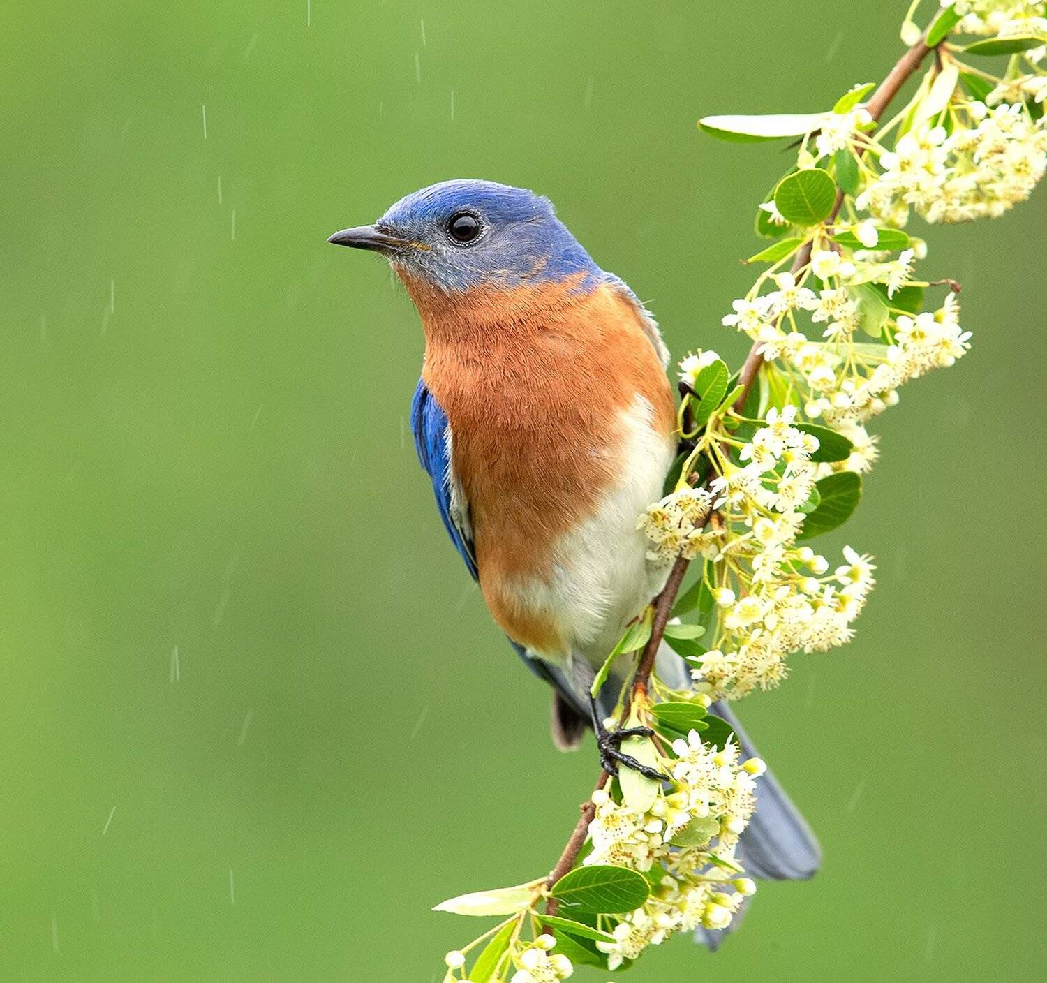 восточная сиалия, eastern bluebird, bluebird, Elizabeth Etkind
