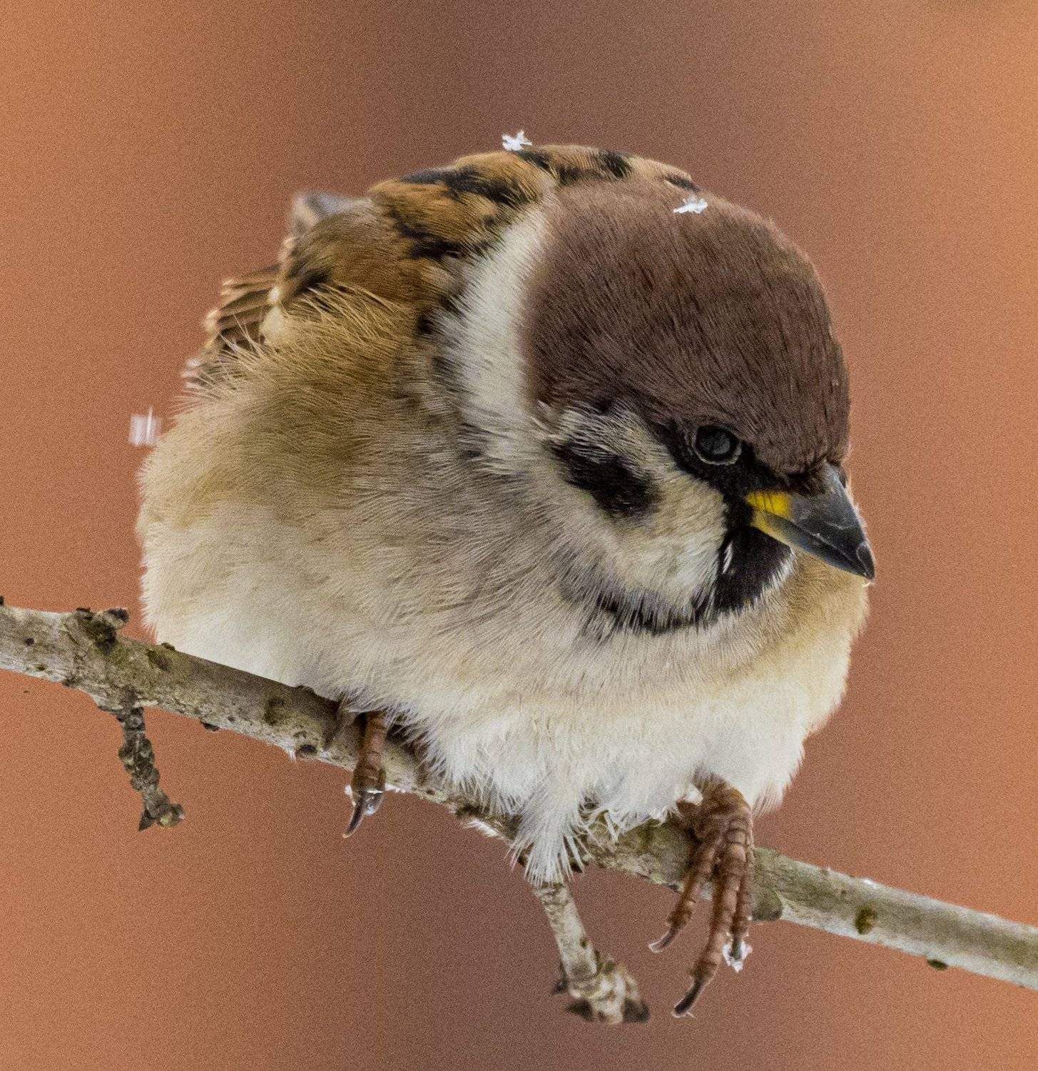 , Курлянцев Алексей