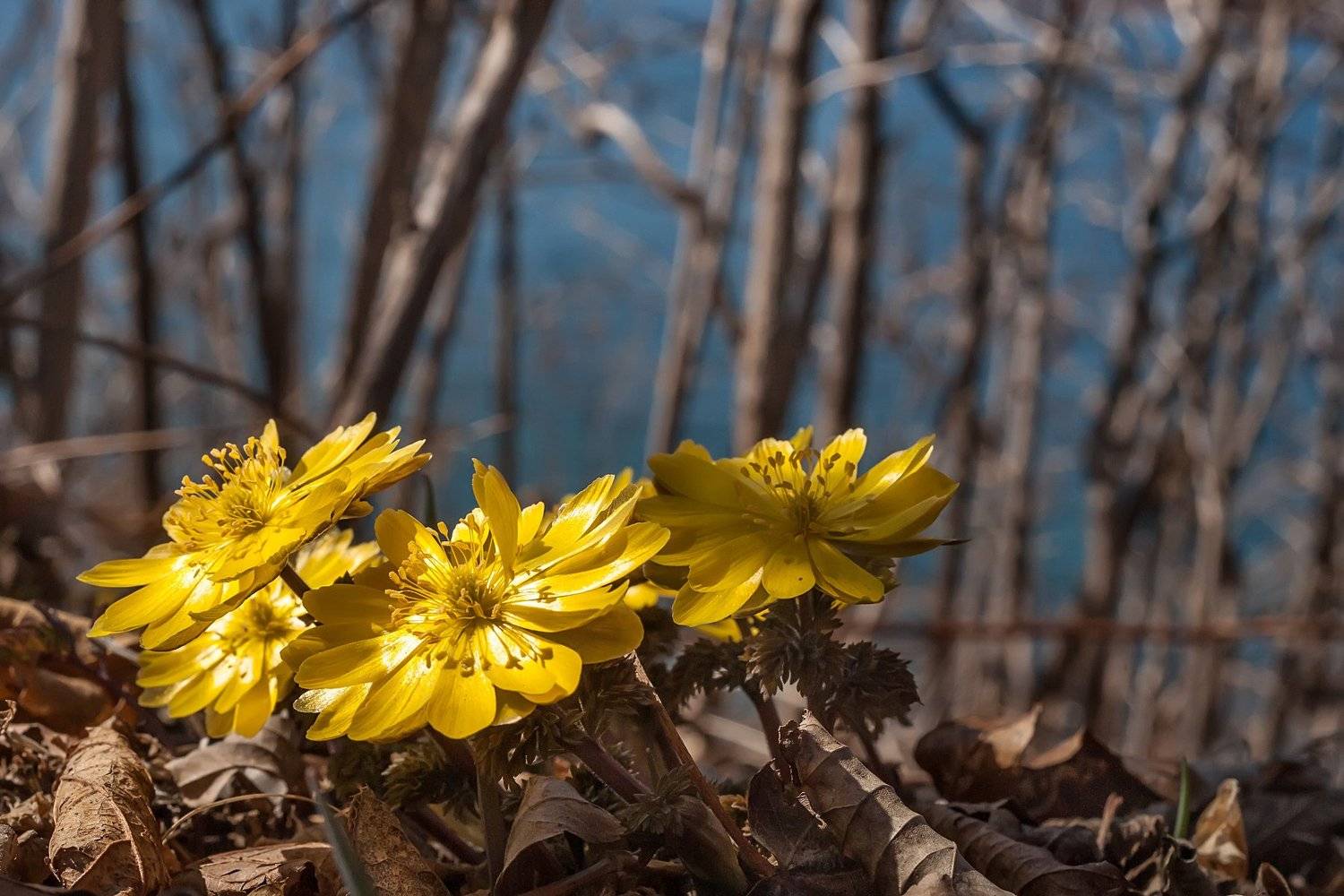 , Ольга Мусиенко