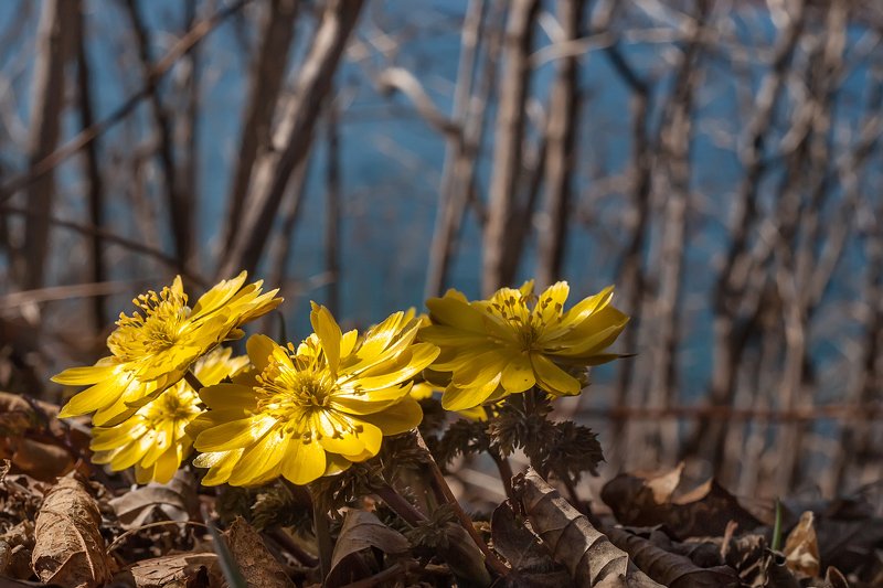 Первые. фото превью