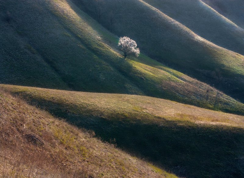 #ProApricotTree фото превью