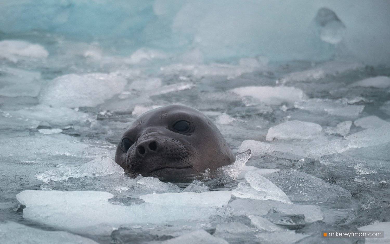southern_elephant_seal, yankee_harbour, greenwich_island, shetland_islands, antarctica, animal_wildlife, animals_in_the_wild, antarctica, aquatic_mammal, beach, male_animal, nature, no_people, the_natural_world, Майк Рейфман