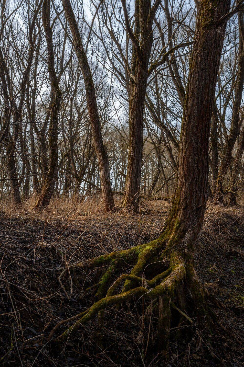 природа, пейзаж, деревья, весна, московская область, Мартыненко Дмитрий
