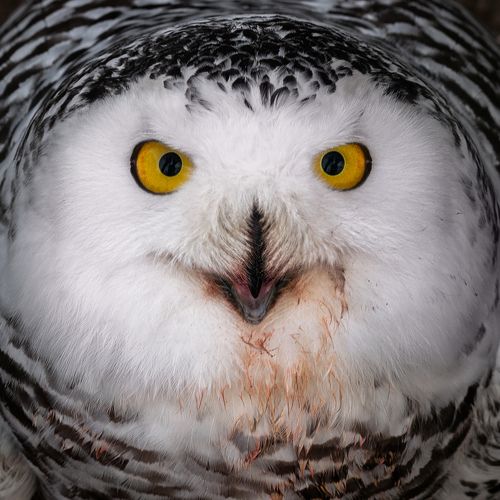 Bubo scandiacus