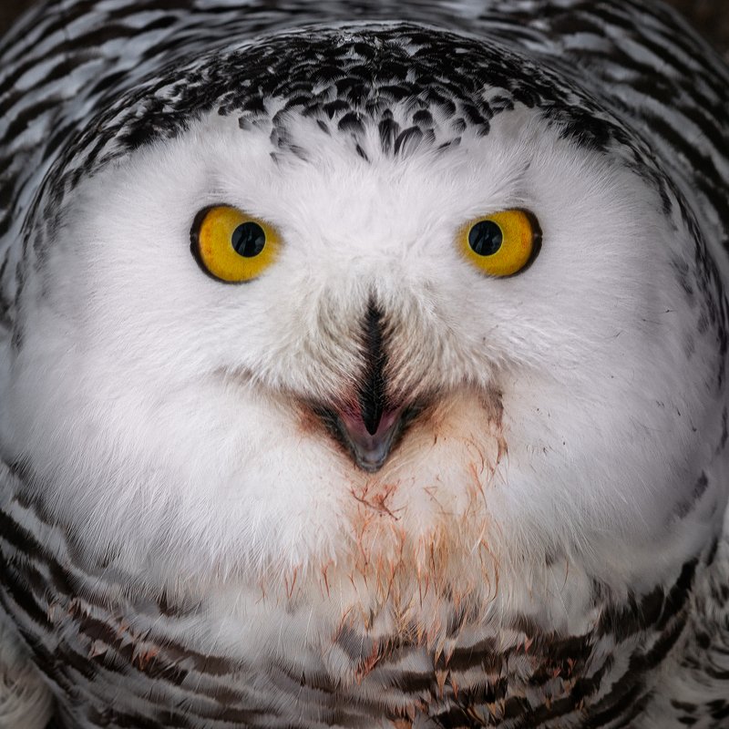 птицы, сова, белая сова, минск, беларусь, минский зоопарк,bubo scandiacus, minsk, belarus, minsk zoo, owl,arctic owl, birdphotography, bird, birds Bubo scandiacus фото превью