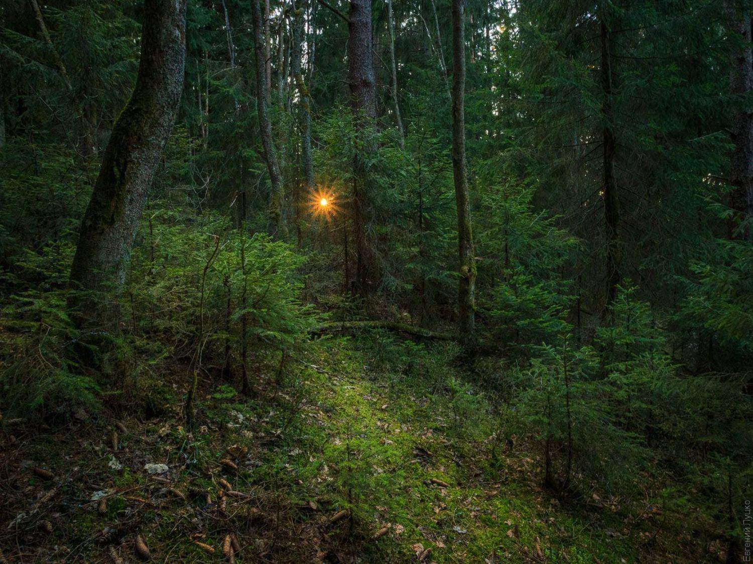 , Евгений Луцко