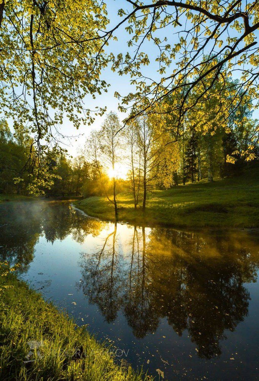 парк, река, санкт-петербург, павловск,  отдых, прогулка, дерево, деревья, ива, рассвет, липа, отражение, солнце, весна, весенний,, Лашков Фёдор