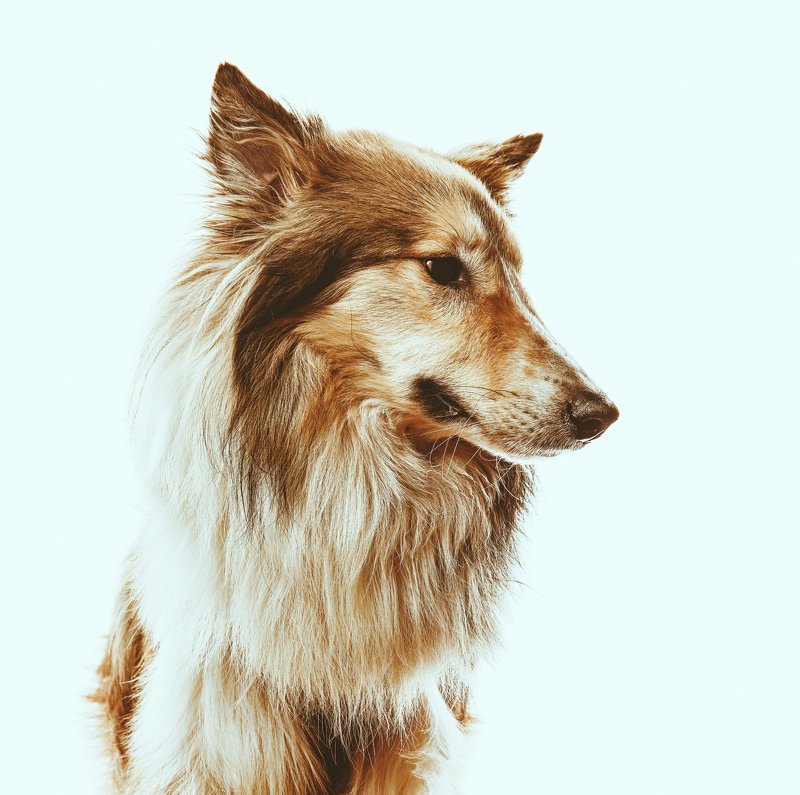 Milo\'s good friend  фото превью