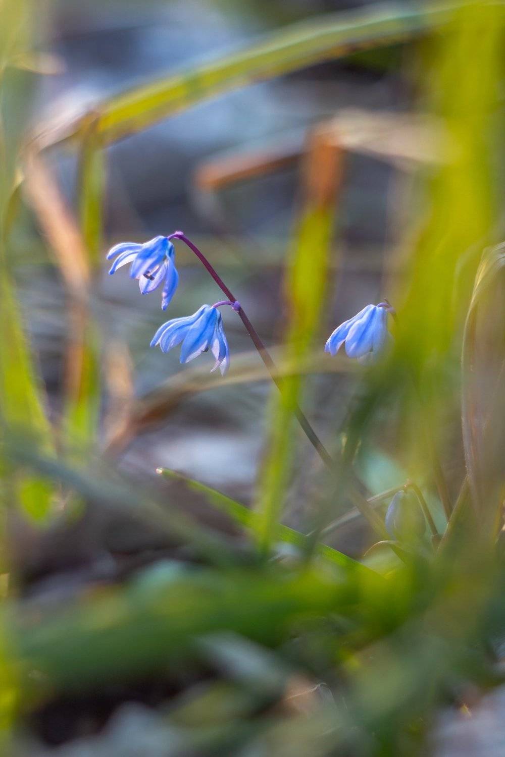 пролески, подснежники, первоцветы, лес, воронежский, заповедник, весна, Руслан Востриков