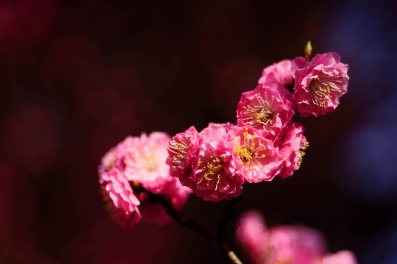 south korea, seoul, spring, march, flower, plum, composition, macro, sunlight, backlight, bokeh Red plum фото превью