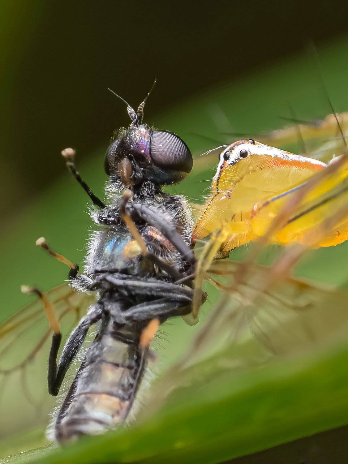 macro wildlife closeup insects spiders, Shuvam Sadhukhan