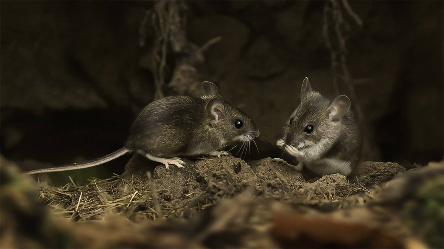 мышь, лес, корни, дерево, Наталия Сытина