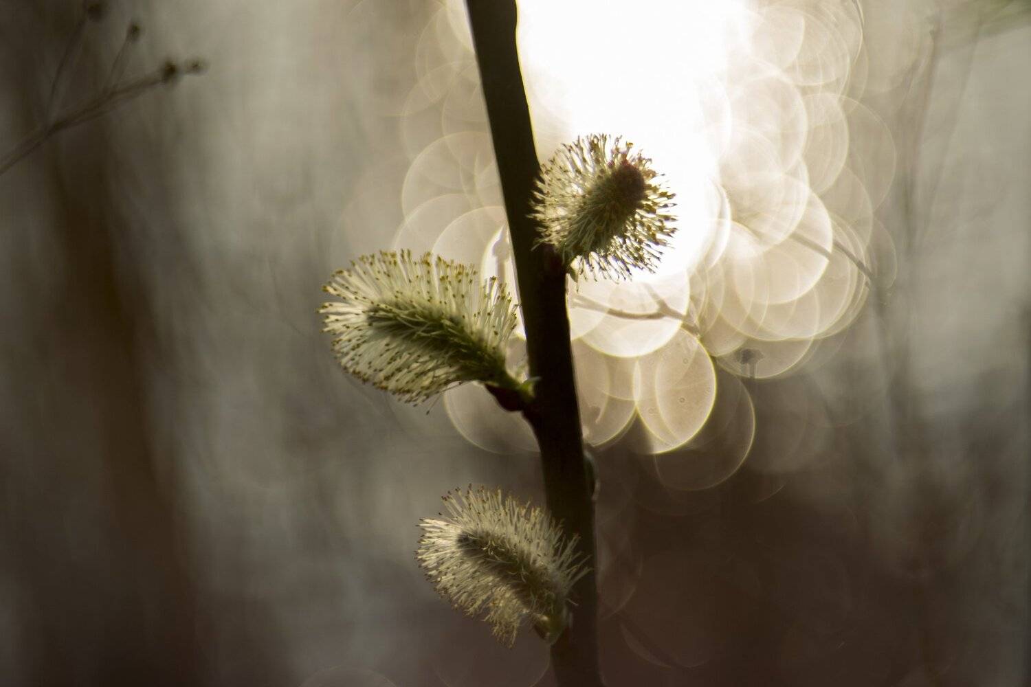 гелиос, 44м, 6 мс (гелиос это тот случай, когда словами из и. бродского: "иной фон не выносит переднего плана" :), Алексей Рыльский