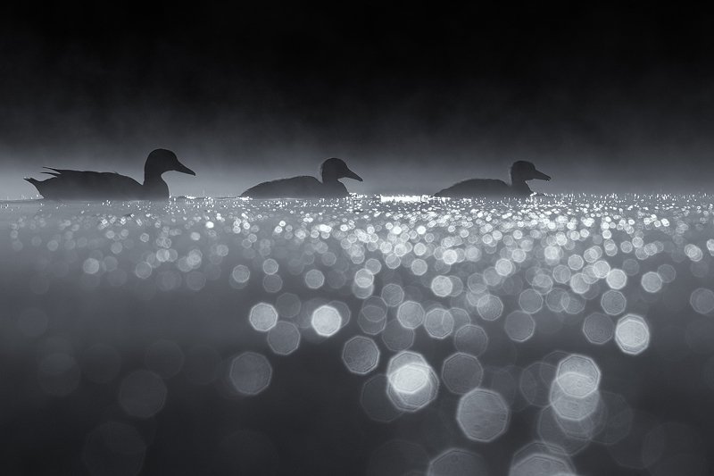 o Morning cruise фото превью