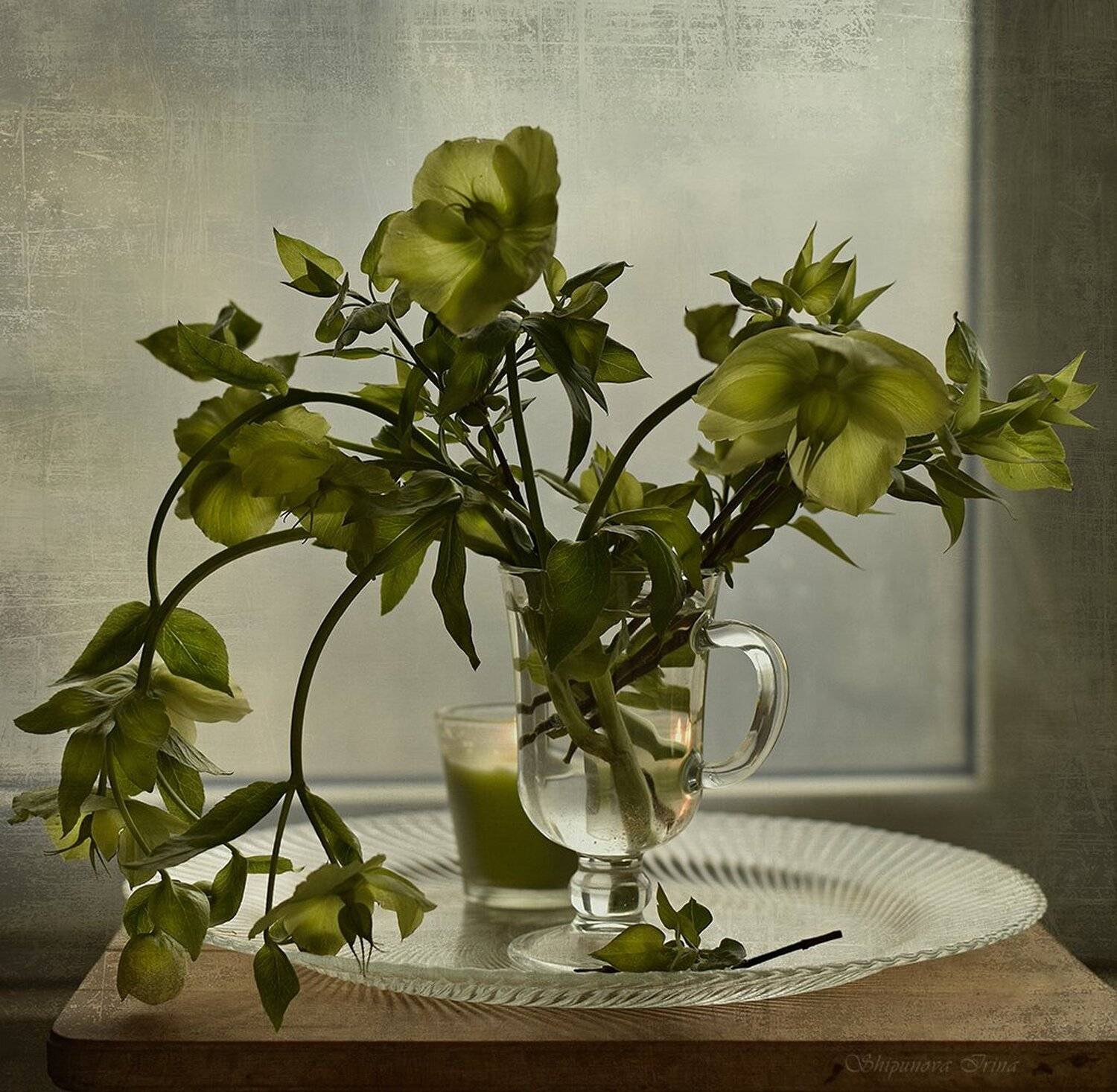 , Шипунова Ирина