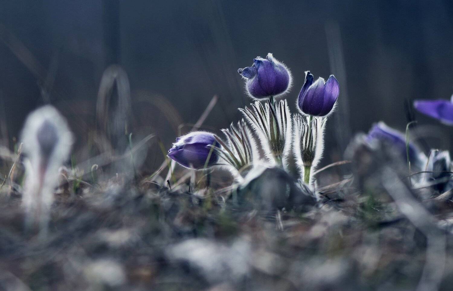 , Макеев Алексей