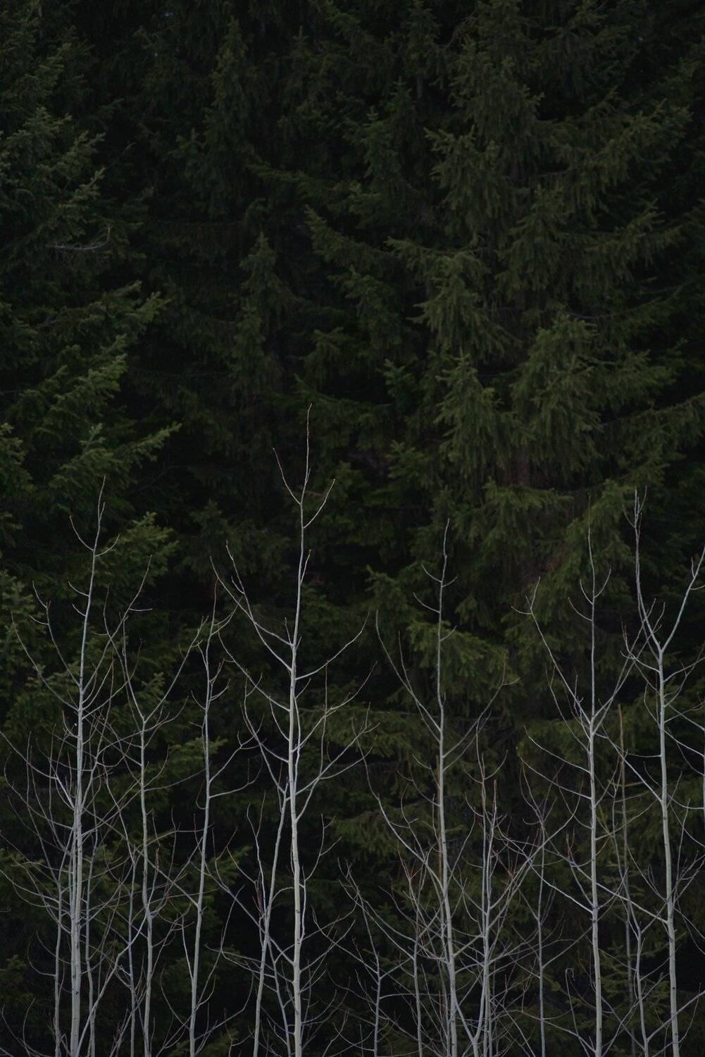 лес, природа, пейзаж, деревья, стена, осина, ива, ель, сосна, ветки, Григорий Пиль