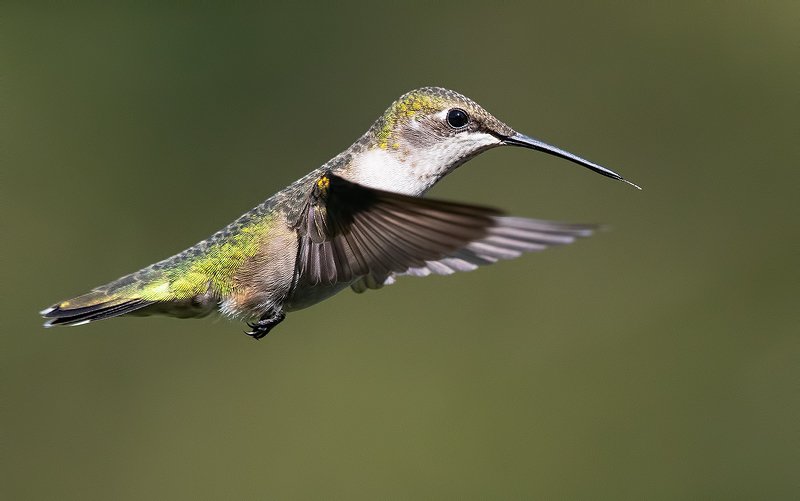 Колибри - Ruby-throated Hummingbird female фото превью
