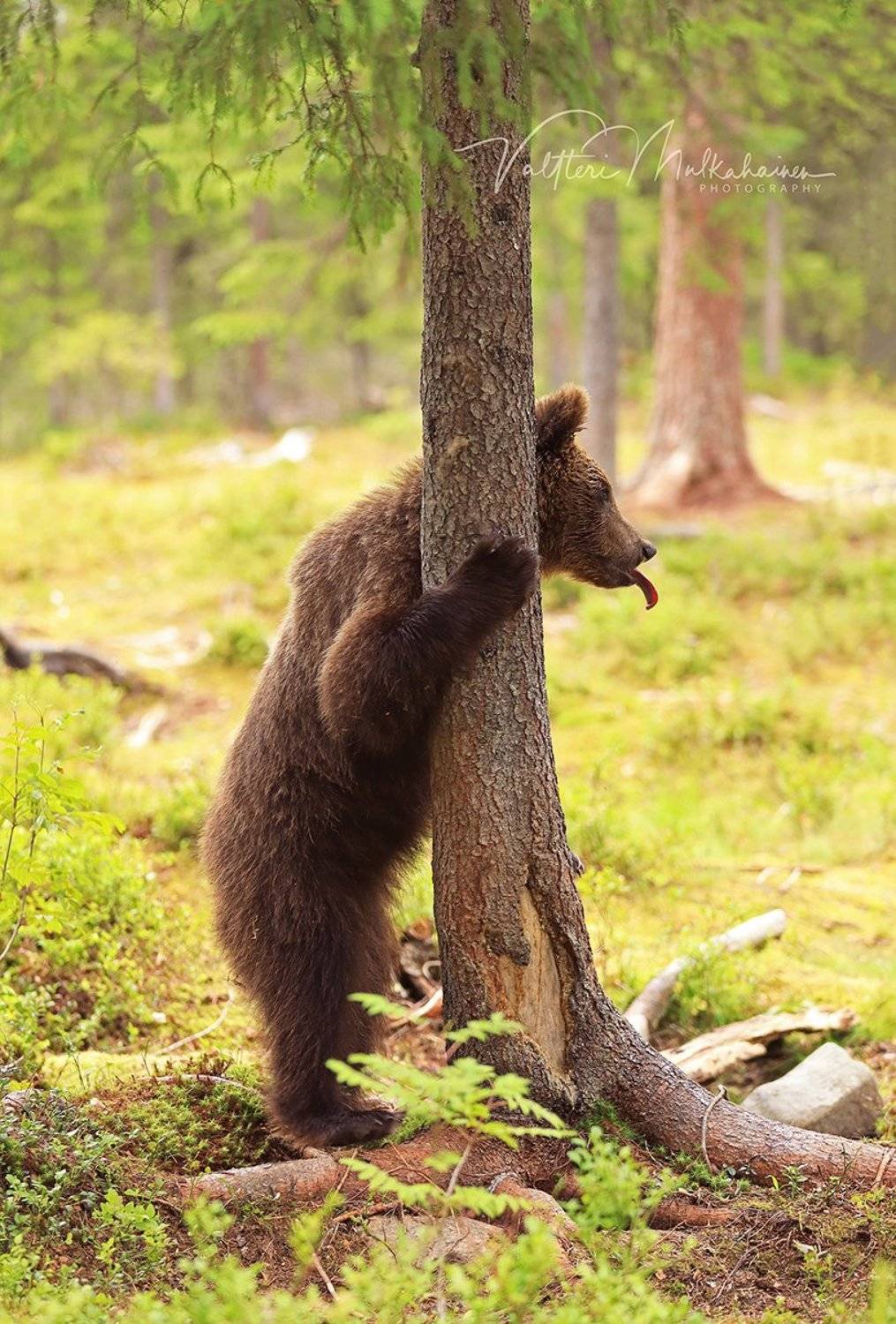 , Valtteri Mulkahainen