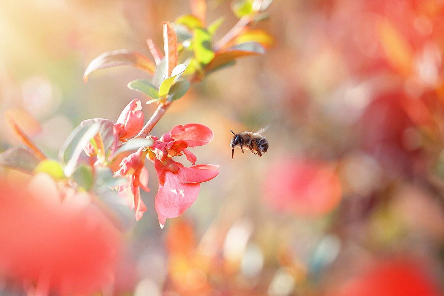 , Инна Сухова