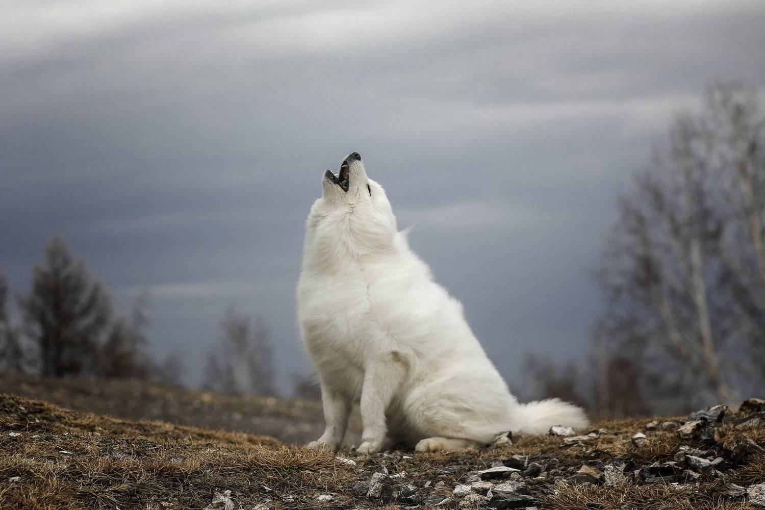 , Андрей Ершов