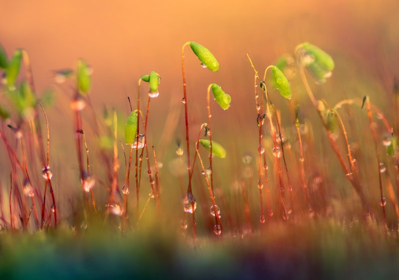 весна, мох Красота под ногами фото превью