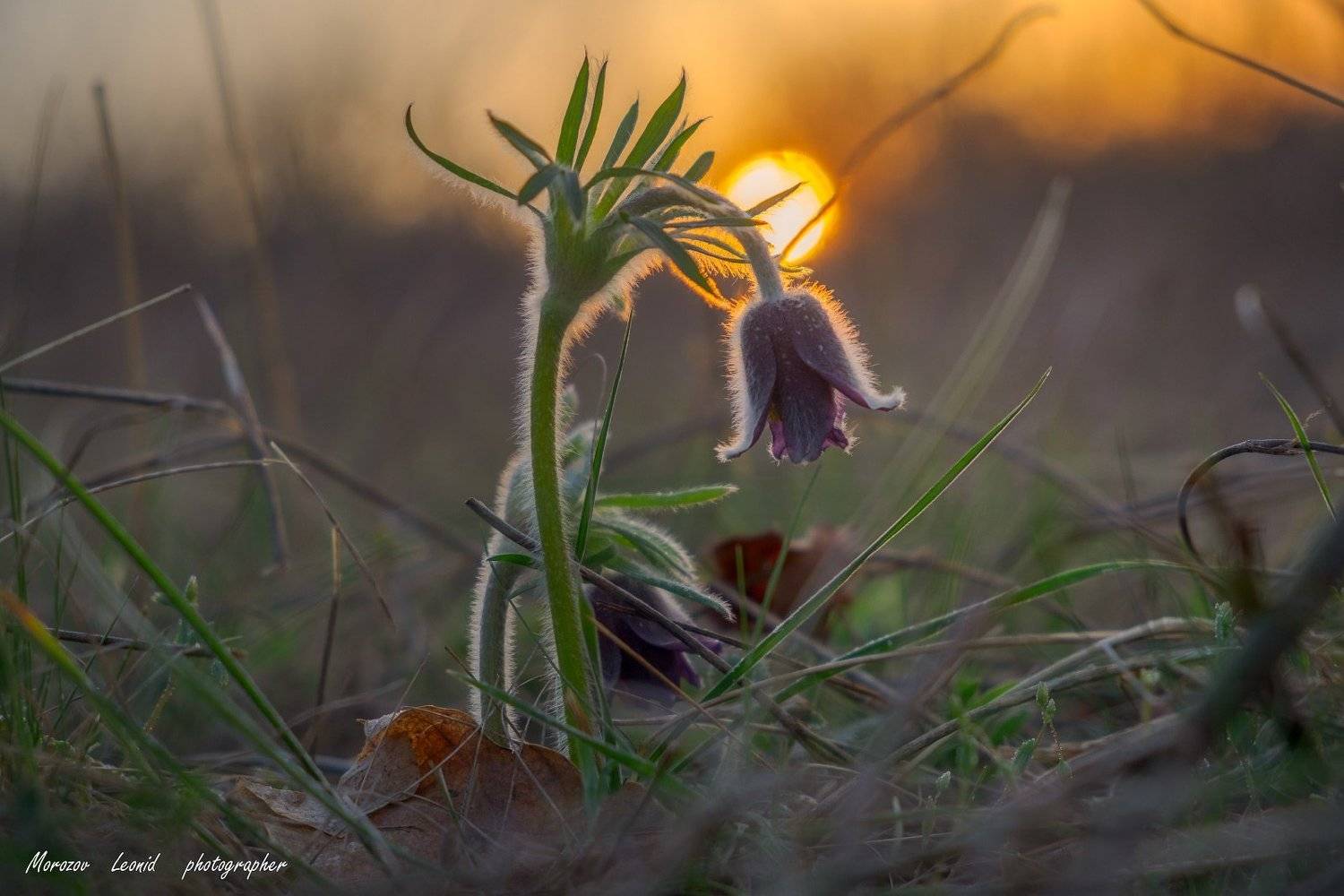#nature, #туман, #лес, #oсень, #украина, #карпаты, #пейзаж, #закат, #туман, #солнце, #свет, #mountain range, #mountains, #туризм, #лес, #nature, #природа,, Леонид Морозов