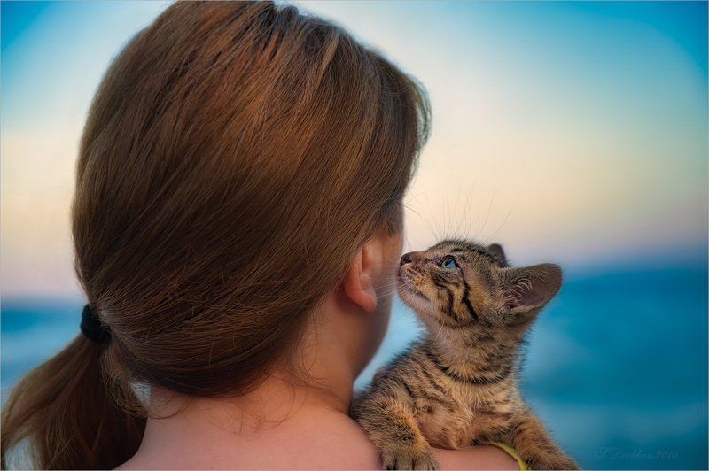 кошки, животные, портрет, закат, море Бирюза фото превью