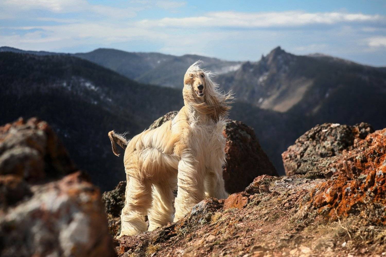 , Андрей Ершов