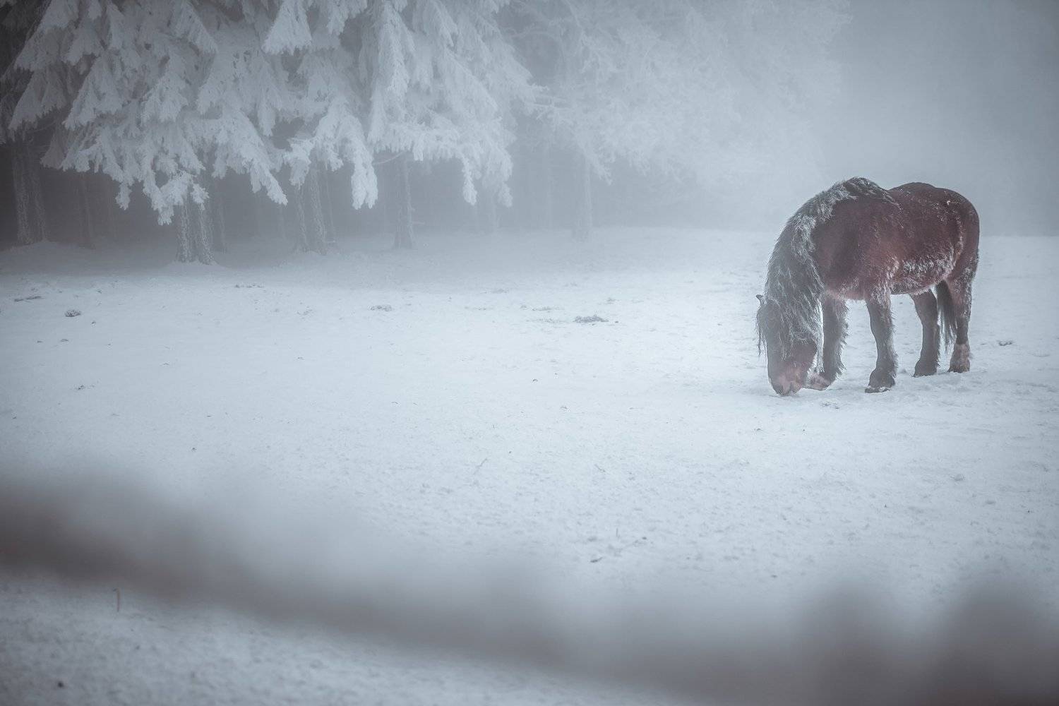 horse, landscape, nature, winter, snow, ice, animal, fog, mist, ice, cold, Lubo&scaron; Prchal