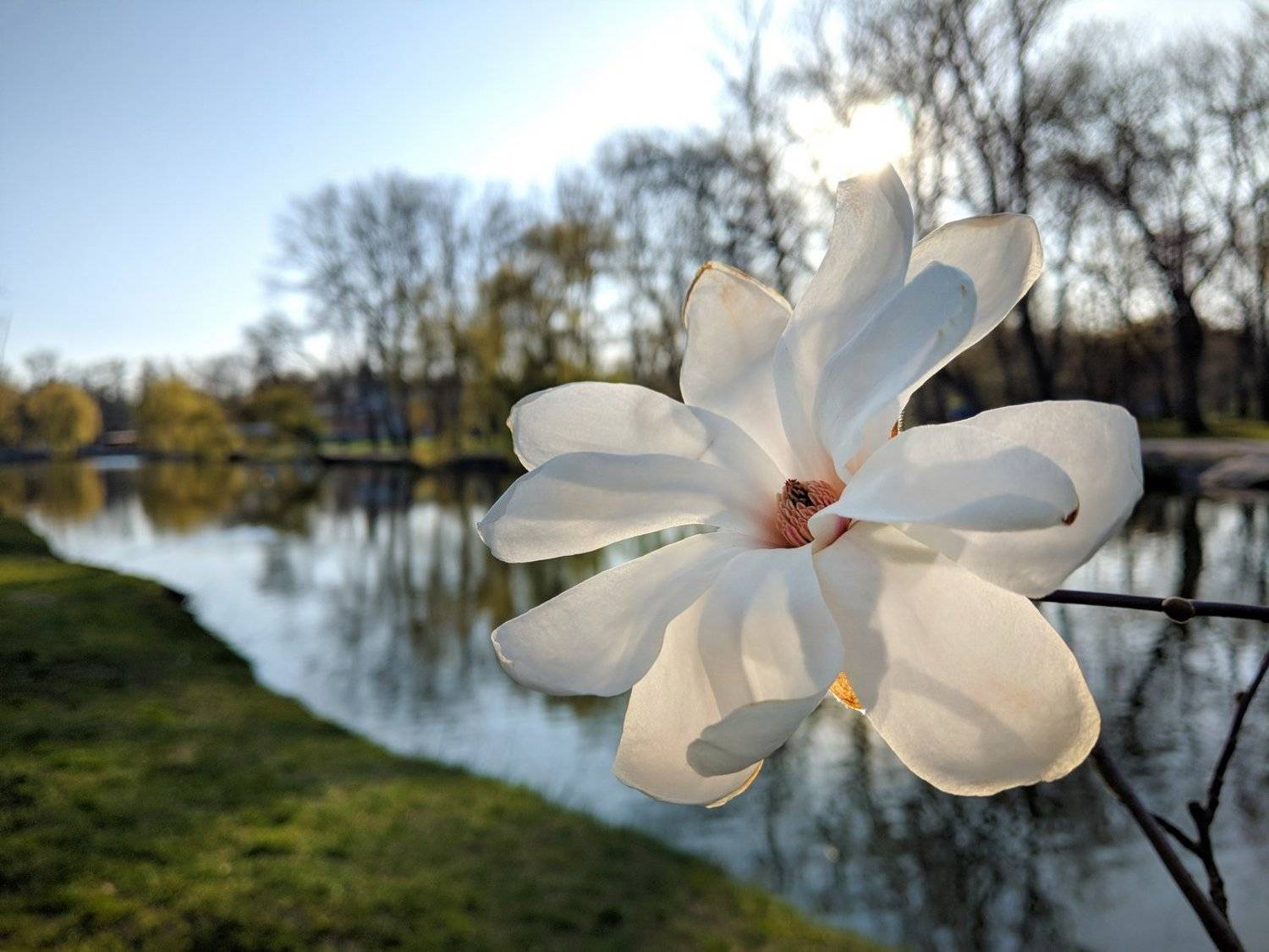 магнолия, цветы,цветение,весна,природа,пейзаж,макро,nature,вечер,запорожье,апрель,pictures,свет,ракурс,тепло,релакс, Сергей Богачёв
