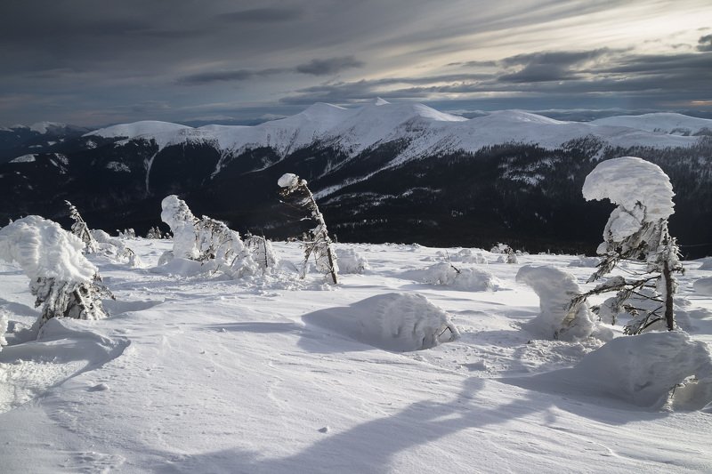 украина, карпаты, карпати, горганы, сывули, сивулянський, хребет, зима, Сывульки фото превью