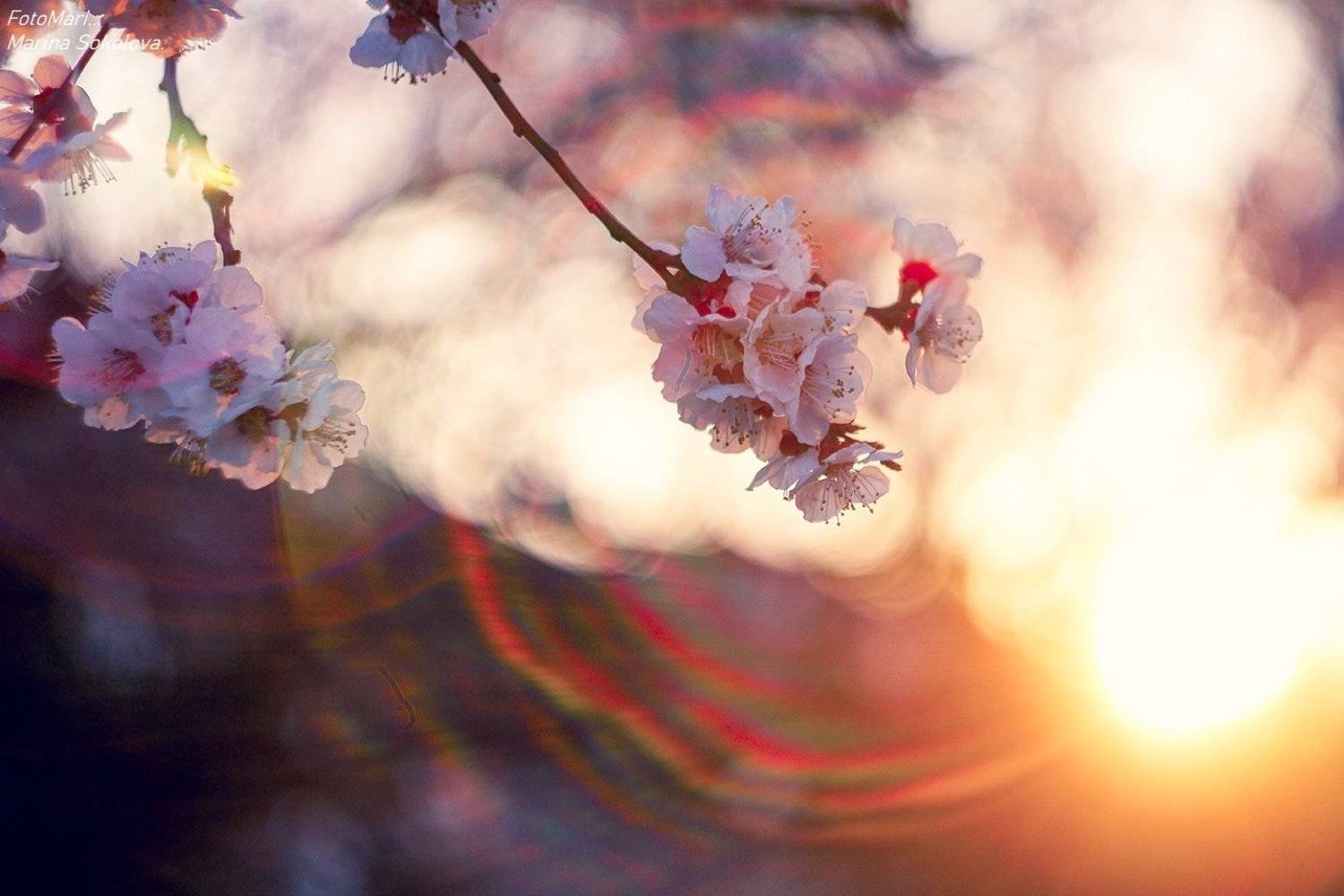 , Марина Соколова