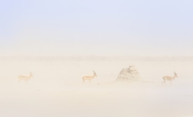 dust in the wind фото превью
