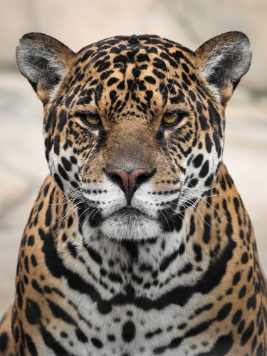 Panthera onca