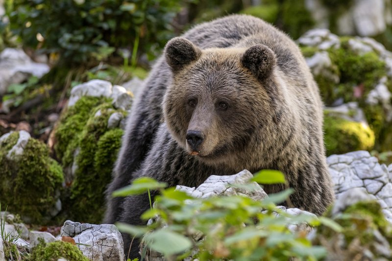 Slovenian brown bear фото превью