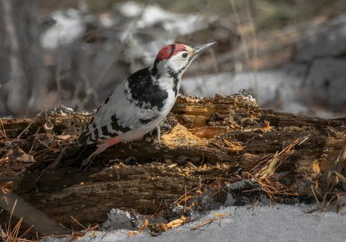 Белоспинный дятел..