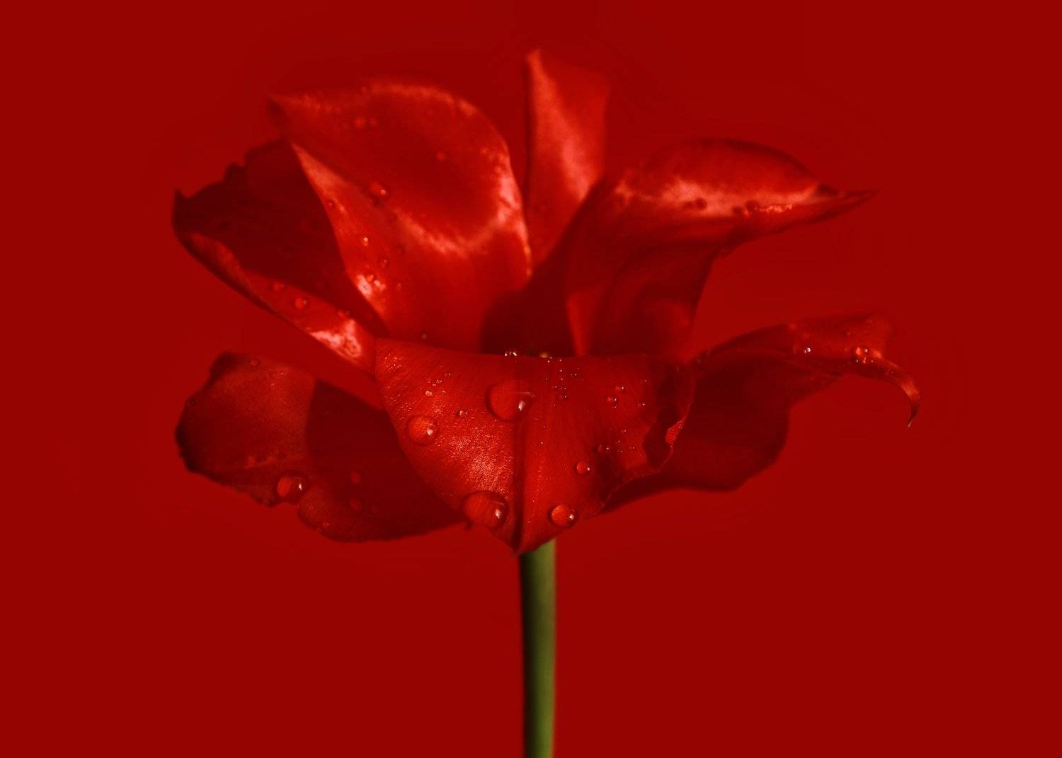 , Любовь Бесклубова