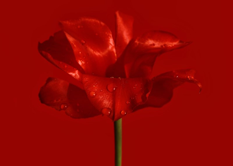 Красный тюльпан фото превью