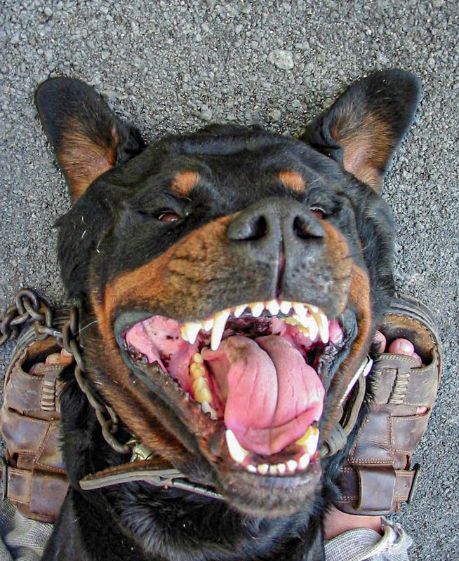 Сани. Зубы фото превью