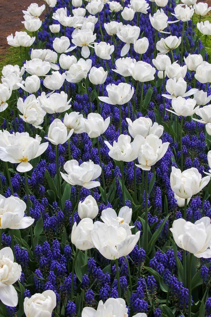 цветы, кекенхоф, весна, парк, голландия, Сергей Козинцев