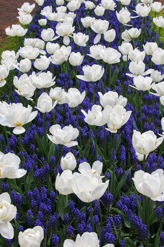 Цветы в Кекенхофе