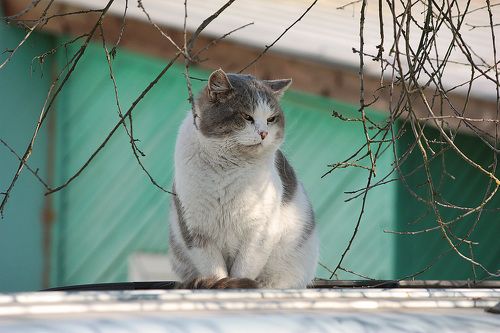 Мартовский