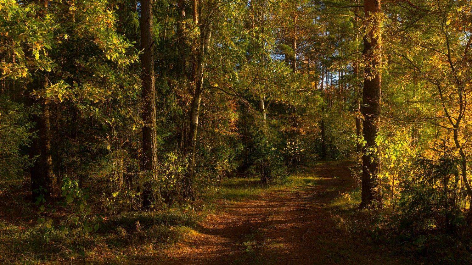 , Михаил Кушнер