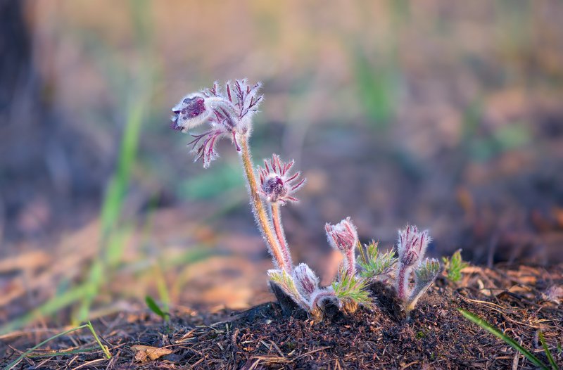 весна апрель сон-трава Пастельная акварель, апрель фото превью