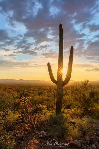 В кактусовом лесу