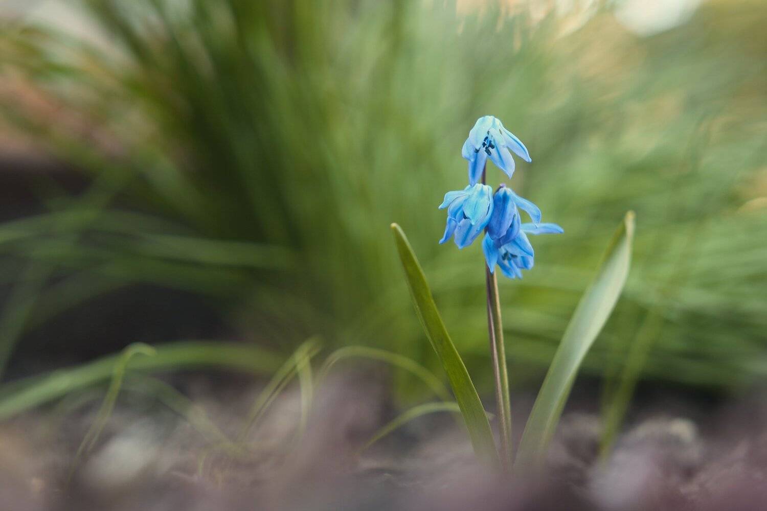 , Эдуард Колобошников